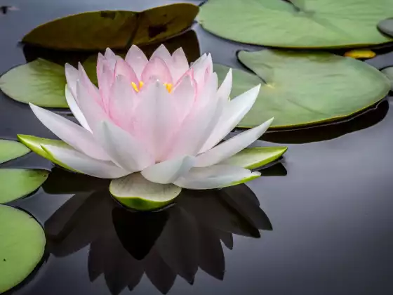 Reiki meditáció: Egész vagy, tökéletes és teljes